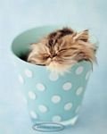 pic for Kitten in mug
